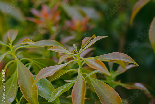 Obraz na płótnie Young shoots of a plant with reddish edges in a garden, close up w salonie