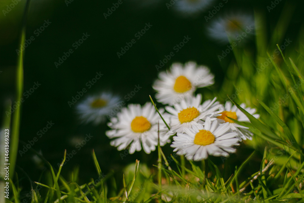 White daisies in a meadow and a dark background