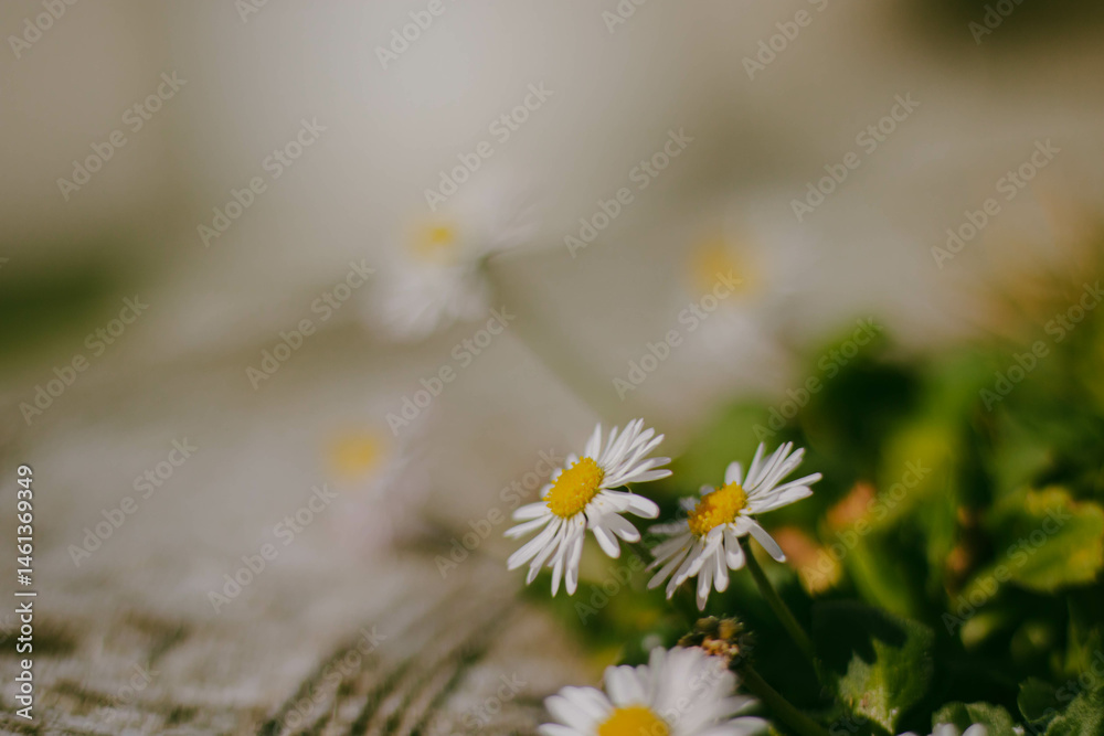 Focus on white daisy flowers growing in a flowerbed with a blurred light background