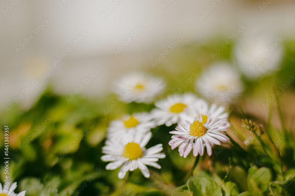 White daisies in a meadow and a light blurred background with selective focus on one inflorescence