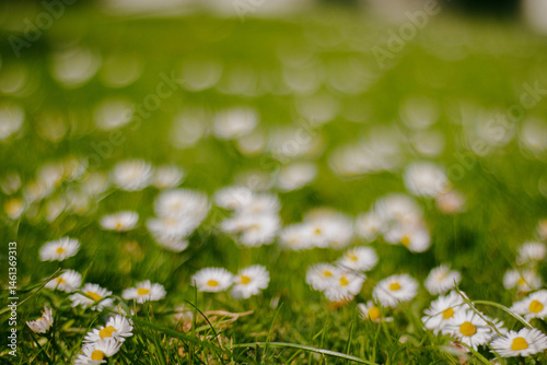 Obraz na płótnie Field of daisies with blurred background and bokeh w salonie