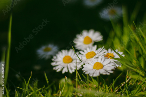 White daisies in a meadow and a dark background