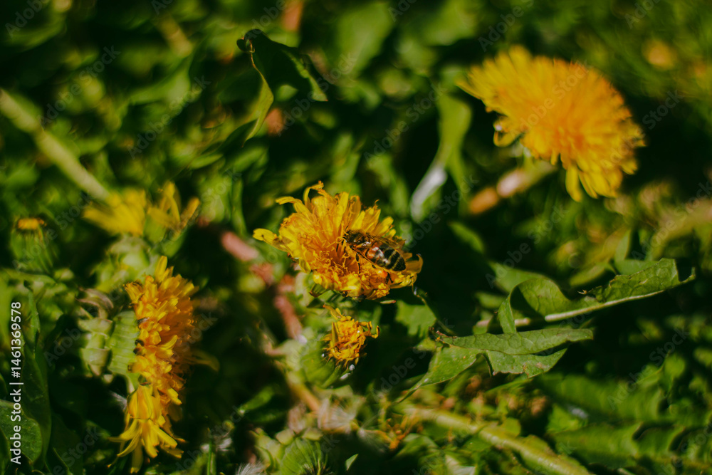 An insect sits on a yellow dandelion in the close-up shot