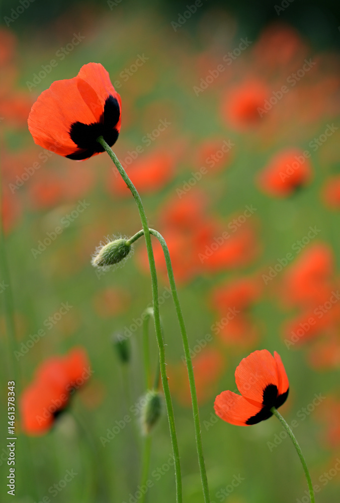 Obraz premium Vertical Photo of Wild Red Poppy Flowers (Papaver argemone) Blooming in Field