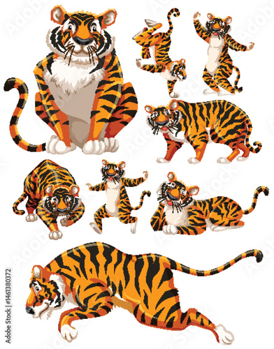 tiger in many poses on white background