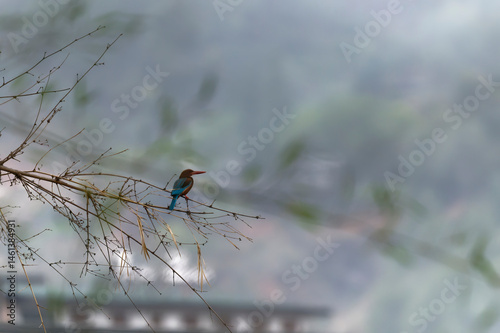 white throated kingfisher on the branch