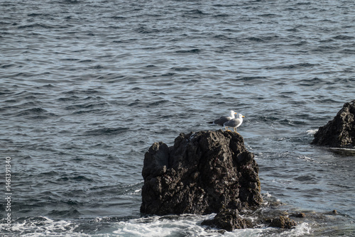 Couple of seagulls stands on a black lava rock and looks ahead. Behind it is the restless atlantic ocean. Great black-backed gull, Larus marinus in natural habitat at Tenerife island