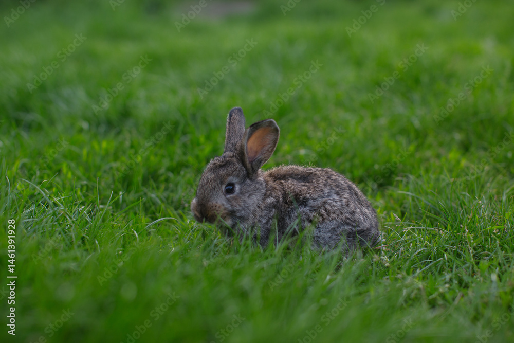Fototapeta premium A little rabbit eats the juicy grass of the meadow in the summer.