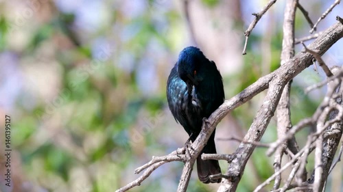 a low angle shot of a cape starling perching on a bush and preening at kruger national park of south africa