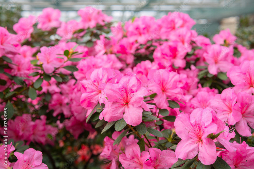 Blooming pink azalias flowers, azalia flowers in a greenhouse