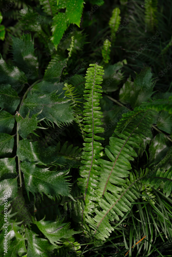 Close-up of green fern leaves in sunlight