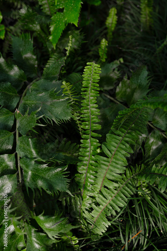 Obraz na płótnie Close-up of green fern leaves in sunlight w salonie