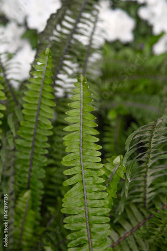 Obraz na płótnie Close-up of green fern leaves in sunlight w salonie
