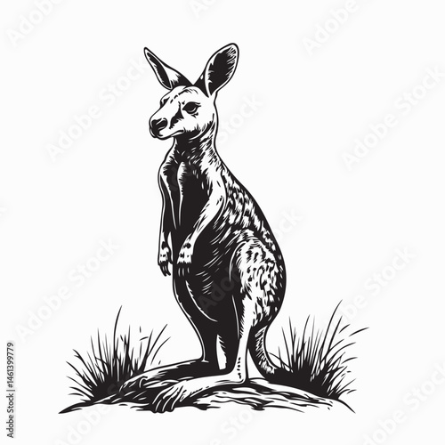 Alert Kangaroo Standing on a Rocky Hilltop Carefully Observing Its Natural Surroundings Vector