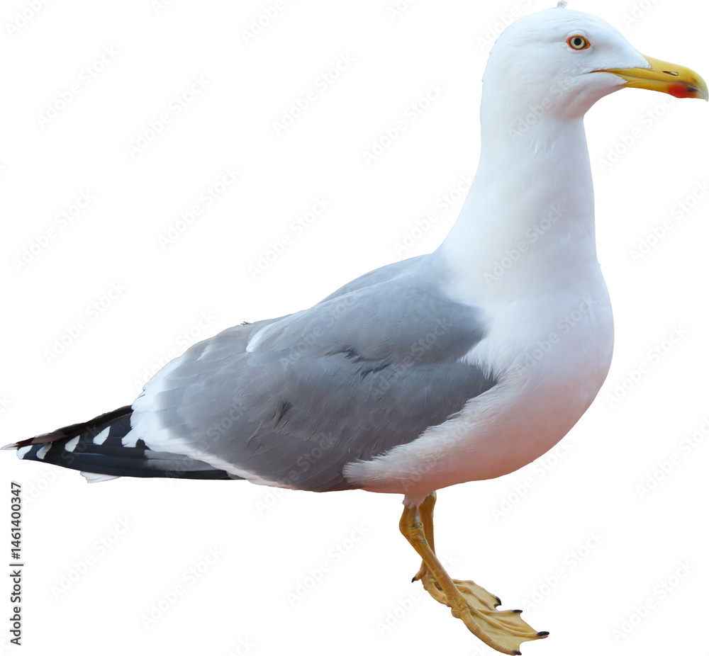Obraz premium seagull, gull, wildlife, feather, bird, beak, sea, ocean, birds, seabird, wing, beach, feathers, wild, water, white, animal, nature, eye, blue, isolated, grey, larus argentatus, portrait, close-up, 