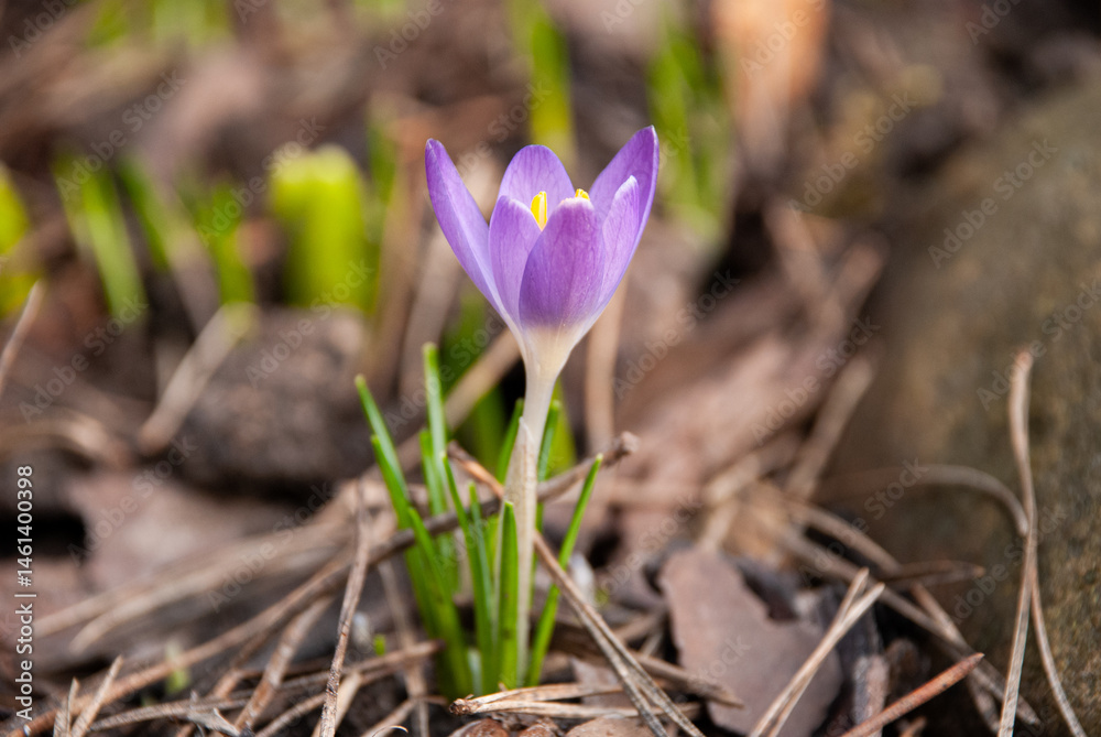 Crocus tommasinianus Blooming in Early Spring Garden, Latvia Crocus tommasinianus Blooming in Early Spring Garden, Latvia