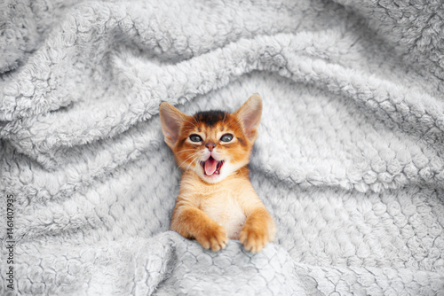 Close up of little red kitten opening mouth with tongue on grey fluffy blanket. Cute Abyssinian ruddy kitten saying meow. Image for veterinary clinic or pet shop. Copy space.