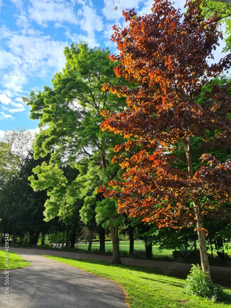 Naklejka premium Trees in the Park with Blue Sky and Clouds