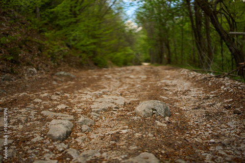 Rocky forest path in spring photo