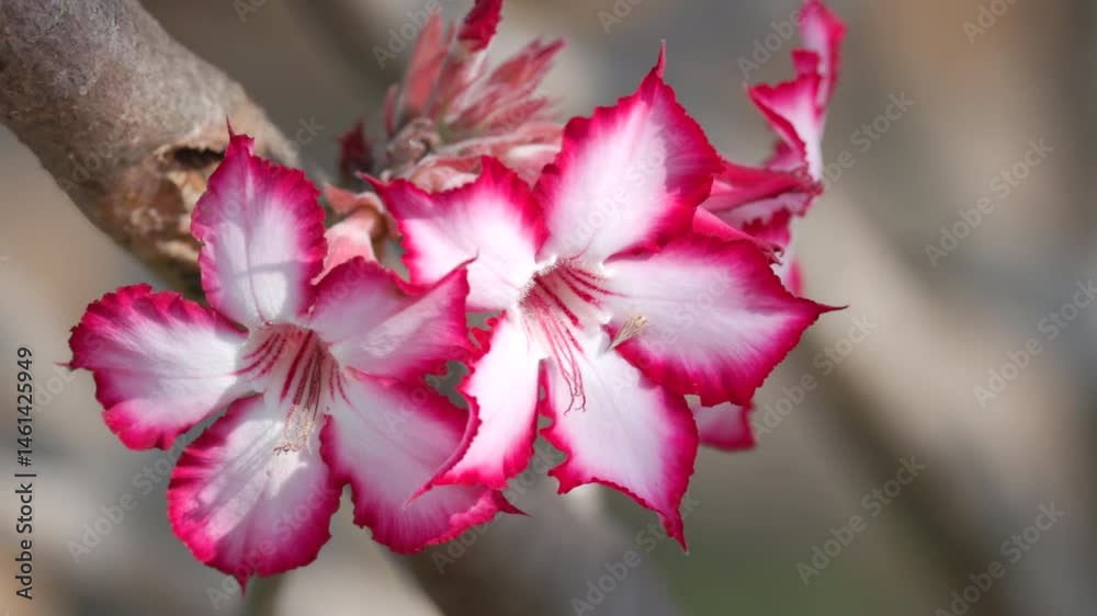 a close view of two impala lily blossoms growing on a bush in kruger national park, south africa