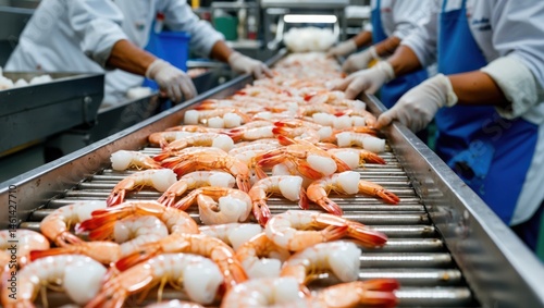 Conveyor Belt Full of Shrimps Workers Sorting Seafood