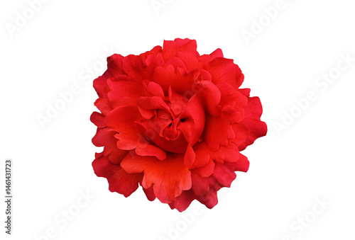 Wallpaper Mural Single bright red rose flower, isolated, png format. Torontodigital.ca