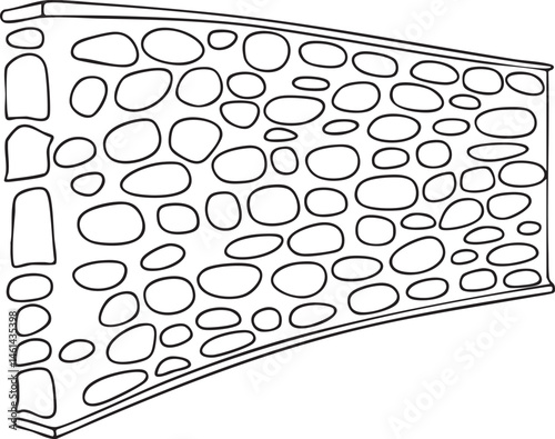 A stylized depicts a section of cellular tissue with numerous rounded shapes.
