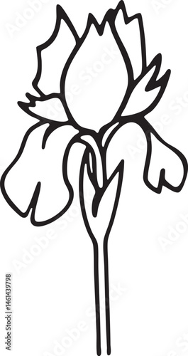 A solitary iris flower stands upright in a simple