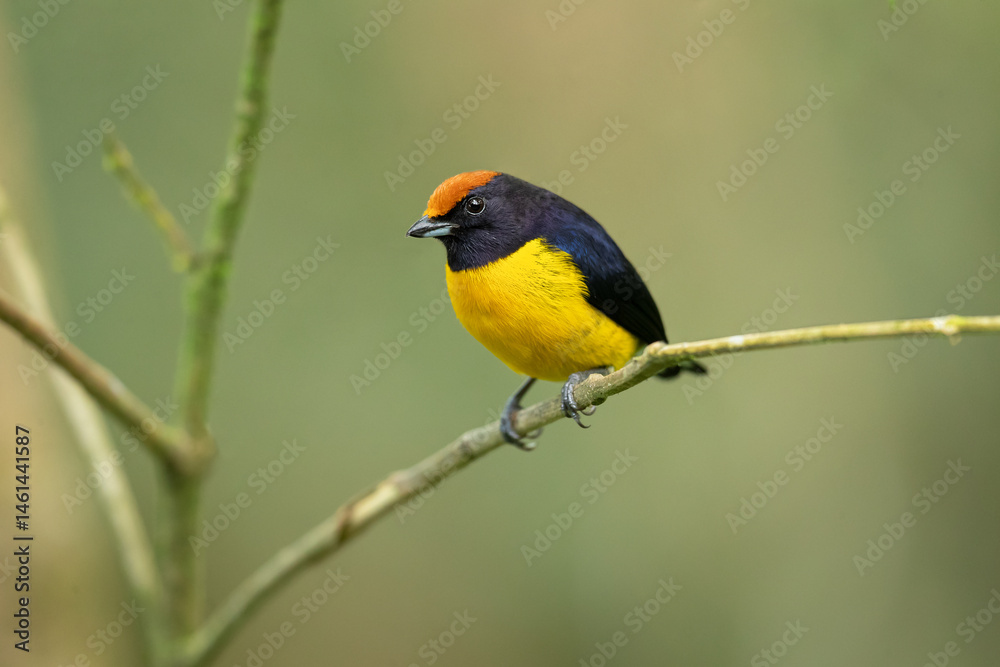 The tawny-capped euphonia (Euphonia anneae) is a species of bird in the family Fringillidae. It is found in Colombia, Costa Rica, and Panama. The tawny-capped euphonia (Euphonia anneae) is a species of bird in the family Fringillidae. It is found in Colombia, Costa Rica, and Panama.