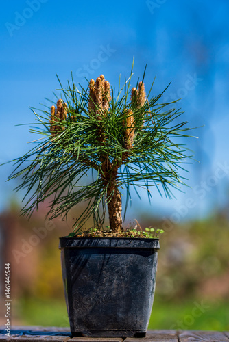 Pinus densiflora Jane Kluis in plastic pot for sale on tree nursery farm, closeup. Young pine seedlings prepared for landscape design decoration. Prickly pine ready for planting in garden