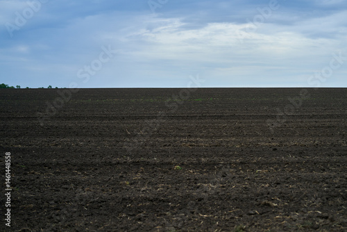 black arable land sown for wheat harvest