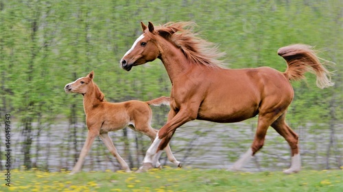 Arabian Mare and Foal running in meadow, motion blur, green tree background