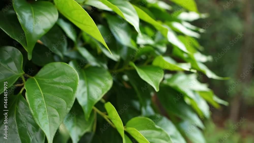 Lush green foliage gently swaying in the breeze captured in high definition nature scene Lush green foliage gently swaying in the breeze captured in high definition nature scene