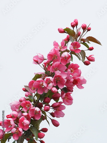 Apple tree branch showing pink flowers blossoming, against white background.