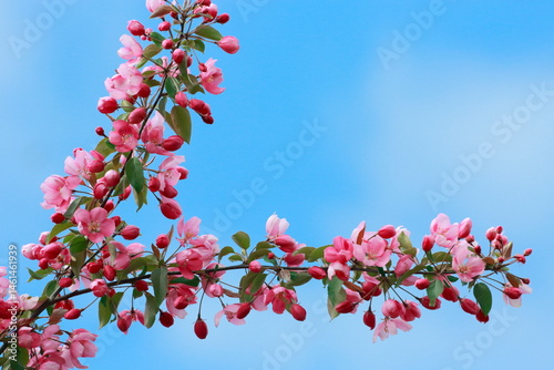 Branches of an Apple tree showing pink flowers in full bloom, against blue sky with soft white clouds.
