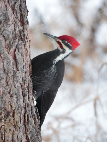 Pileated Woodpecker climbing tree, looking alert.