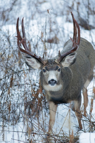 Mule Deer Buck with large antlers walking in snow, looking up.
