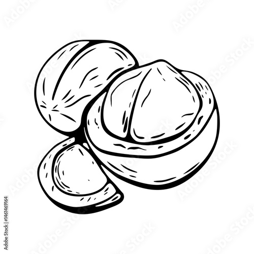 Line art macadamia nut cut open for coloring