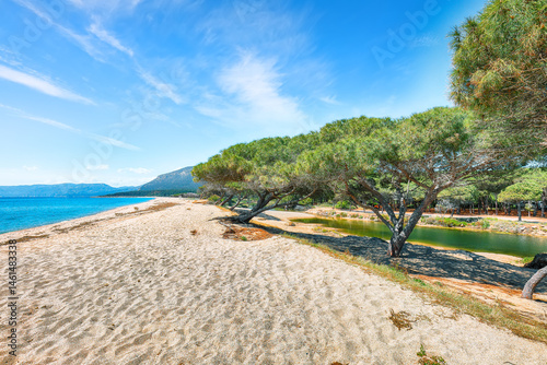 Remarkable view of Maritime pine trees and Osala Beach in national park Stagno Longu.