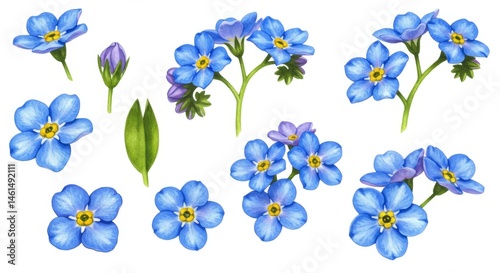 Detailed illustrations of forget-me-not flowers and buds.