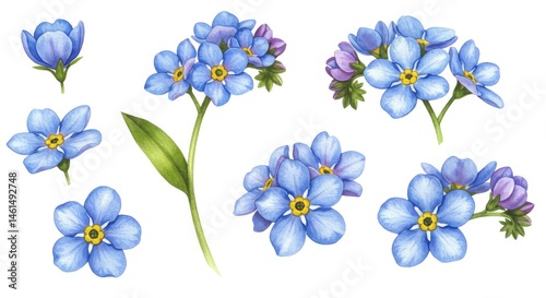 Delicate forget-me-nots, artistic floral illustrations.