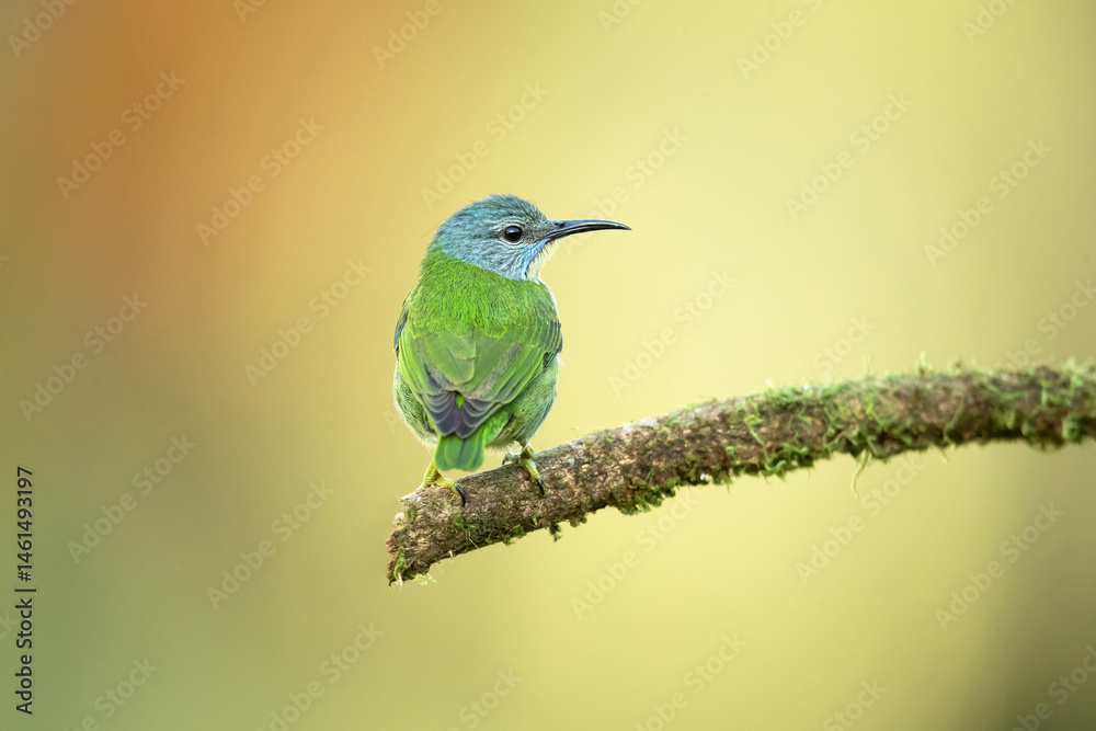 Obraz premium Shining honeycreeper (Cyanerpes lucidus) is a small bird in the tanager family. It is found in the tropical New World in Central America from southern Mexico to Panama and northwest Colombia