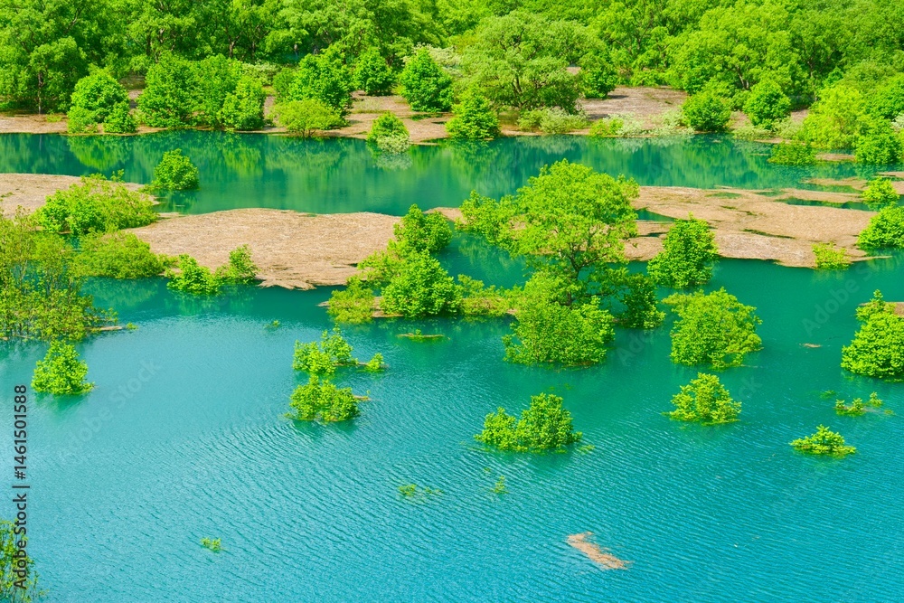 秋扇湖の水没林。仙北、秋田、日本。5月下旬。