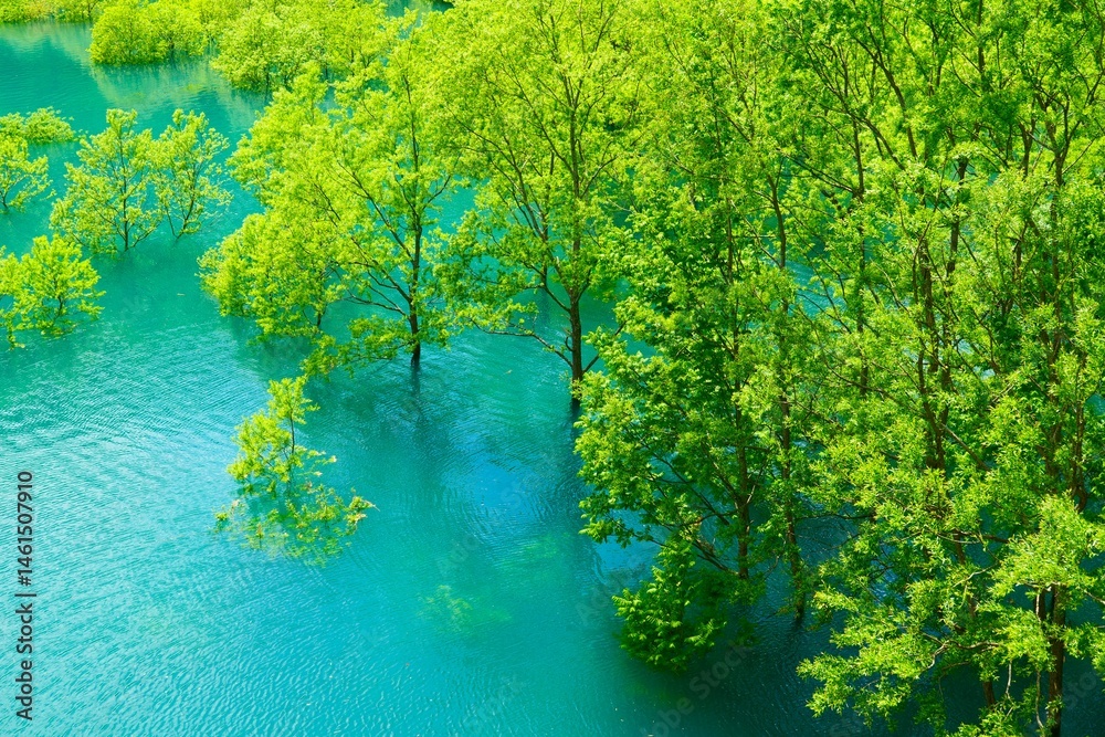 秋扇湖の水没林。仙北、秋田、日本。5月下旬。