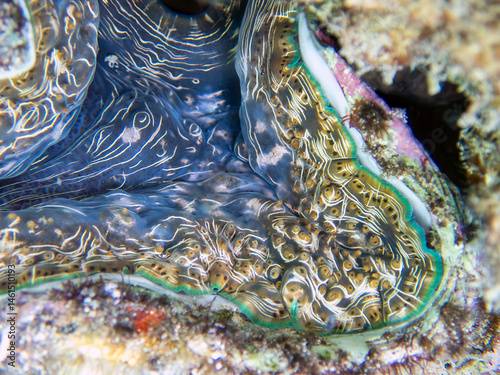 Maxima Tridacna clam amazing patterns and natural design, ultra macro underwater photography