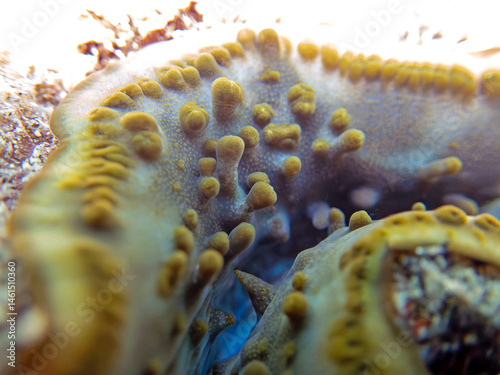 Maxima Tridacna clam amazing patterns and natural design, ultra macro underwater photography
