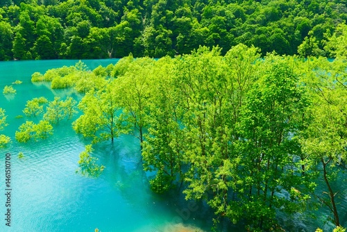 秋扇湖の水没林。仙北、秋田、日本。5月下旬。
