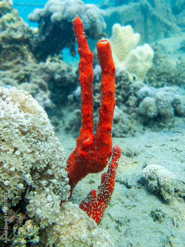 Red toxic finger sea sponge - Negombata magnifica
