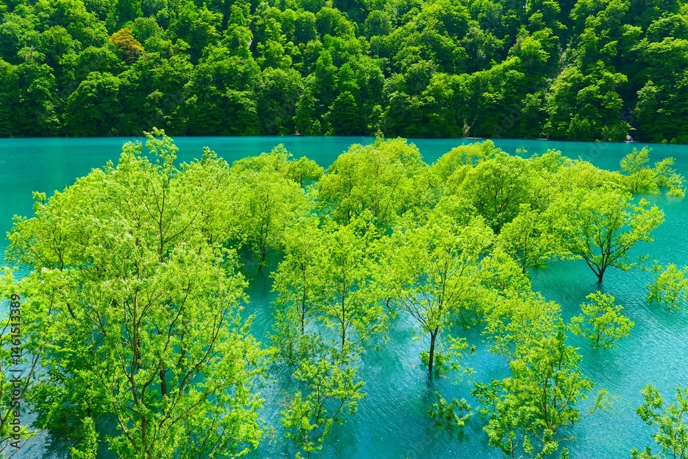 秋扇湖の水没林。仙北、秋田、日本。5月下旬。