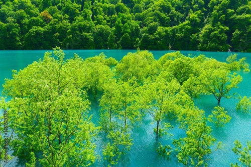 Obraz na płótnie 秋扇湖の水没林。仙北、秋田、日本。5月下旬。 w salonie